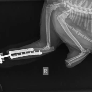 ITAPD (Dog), ITAPC (Cat) - Image 11