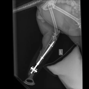 ITAPD (Dog), ITAPC (Cat) - Image 12