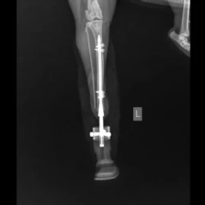 ITAPD (Dog), ITAPC (Cat) - Image 13