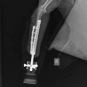 ITAPD (Dog), ITAPC (Cat) - Image 14