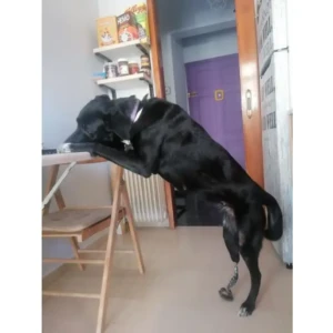 ITAPD (Dog), ITAPC (Cat) - Image 19