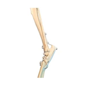 Tarsal Joint Left - Image 1