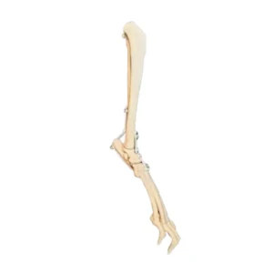 Tarsal Joint Left - Image 2