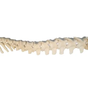 Spine - Image 5