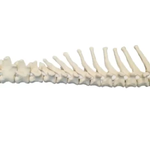 Spine - Image 6