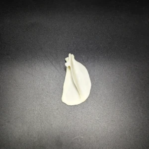 Anatomical model of a cat's shoulder blade - Image 2