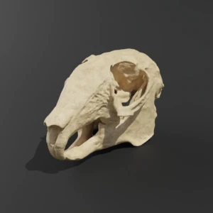 Anatomical model of a rabbit skull - Image 1
