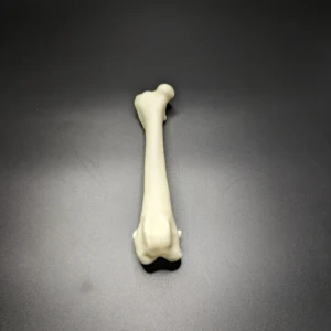 Anatomical model of the femur - Image 2