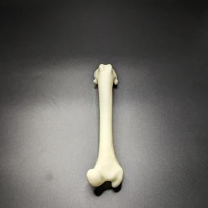 Anatomical model of the femur - Image 3