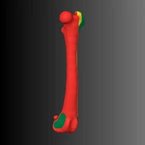 Anatomical model of the femur of a dog (bone map) - Image 1