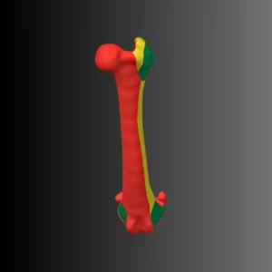 Anatomical model of the femur of a dog (bone map) - Image 5
