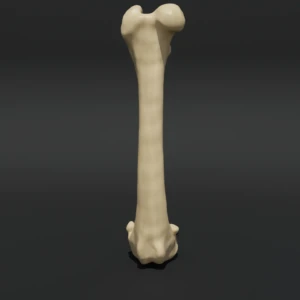 Anatomical model of the femur - Image 1