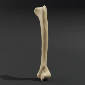 Anatomical model of the humerus bone - Image 1