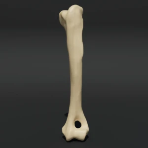 Anatomical model of the humerus bone - Image 1