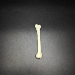 Anatomical model of the humerus bone - Image 3
