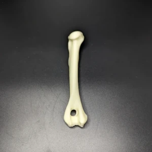 Anatomical model of the humerus bone - Image 3