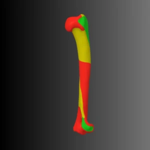 Anatomical model of the humerus of a cat (bone map) - Image 1