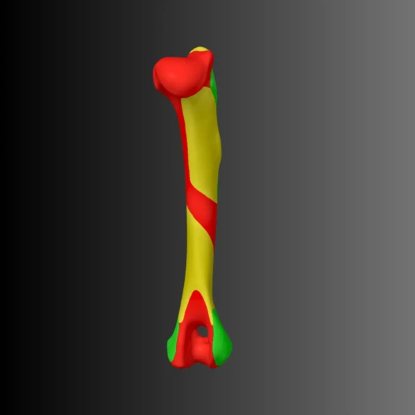 Anatomical model of the humerus of a dog (bone map) 1