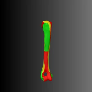 Anatomical model of the humerus of a dog (bone map) - Image 4