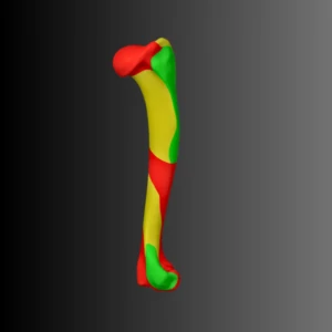 Anatomical model of the humerus of a dog (bone map) - Image 3