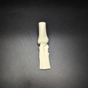 Anatomical model of the tarsus joint - Image 2