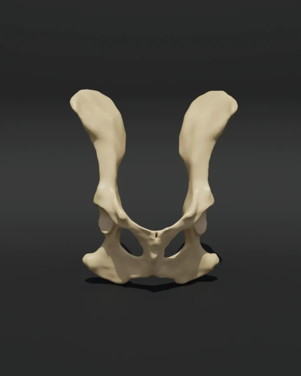 Anatomical model of the pelvis 1