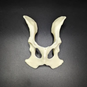 Anatomical model of the pelvis - Image 3
