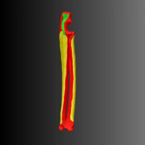 Anatomical model of the radius and ulna of a cat (bone map) - Image 1