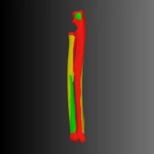 Anatomical model of the radius and ulna of a cat (bone map) - Image 2