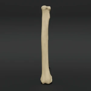 Anatomical model of the radius bone - Image 1