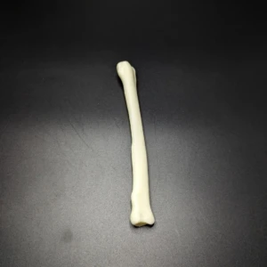 Anatomical model of the radius bone - Image 2