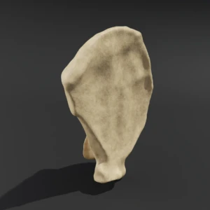 Anatomical model of the scapula - Image 1