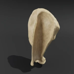 Anatomical model of the scapula - Image 2