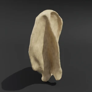 Anatomical model of the scapula - Image 3