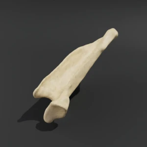 Anatomical model of the scapula - Image 4