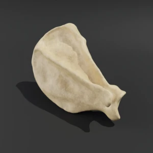 Anatomical model of the scapula - Image 5