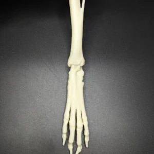 Anatomical model of the tibia and patellofemoral joint - Image 4