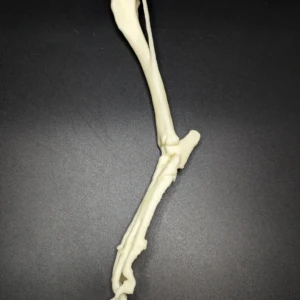 Anatomical model of the tibia and patellofemoral joint - Image 3