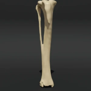 Anatomical model of the tibia bone - Image 1