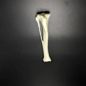 Anatomical model of the tibia bone - Image 2