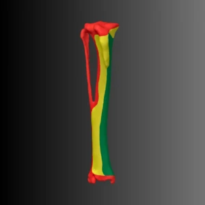 Anatomical model of the tibia of a dog (bone map) - Image 1