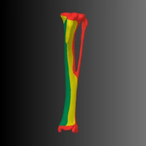 Anatomical model of the tibia of a dog (bone map) - Image 5