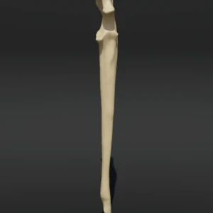 Anatomical model of the ulna - Image 1