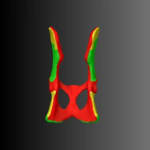 Cat pelvis anatomical model (bone map) - Image 3