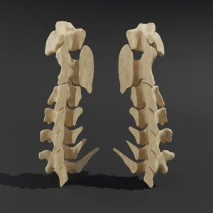 Dismountable model. Anatomical model of the cervical spine of a cat - Image 1