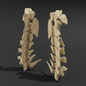 Dismountable model. Anatomical model of the cervical spine of a cat - Image 2