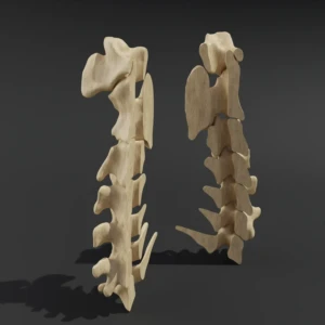 Dismountable model. Anatomical model of the cervical spine of a cat - Image 3