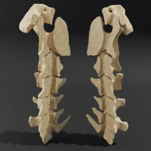Dismountable model. Anatomical model of the cervical spine of a dog - Image 1