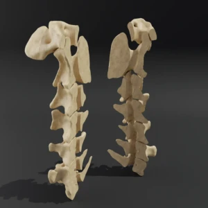 Dismountable model. Anatomical model of the cervical spine of a dog - Image 2