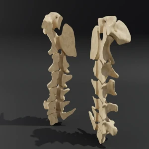 Dismountable model. Anatomical model of the cervical spine of a dog - Image 3